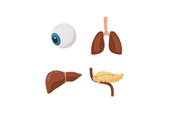 Organ Medical Graphics Freebies for Small Business Branding